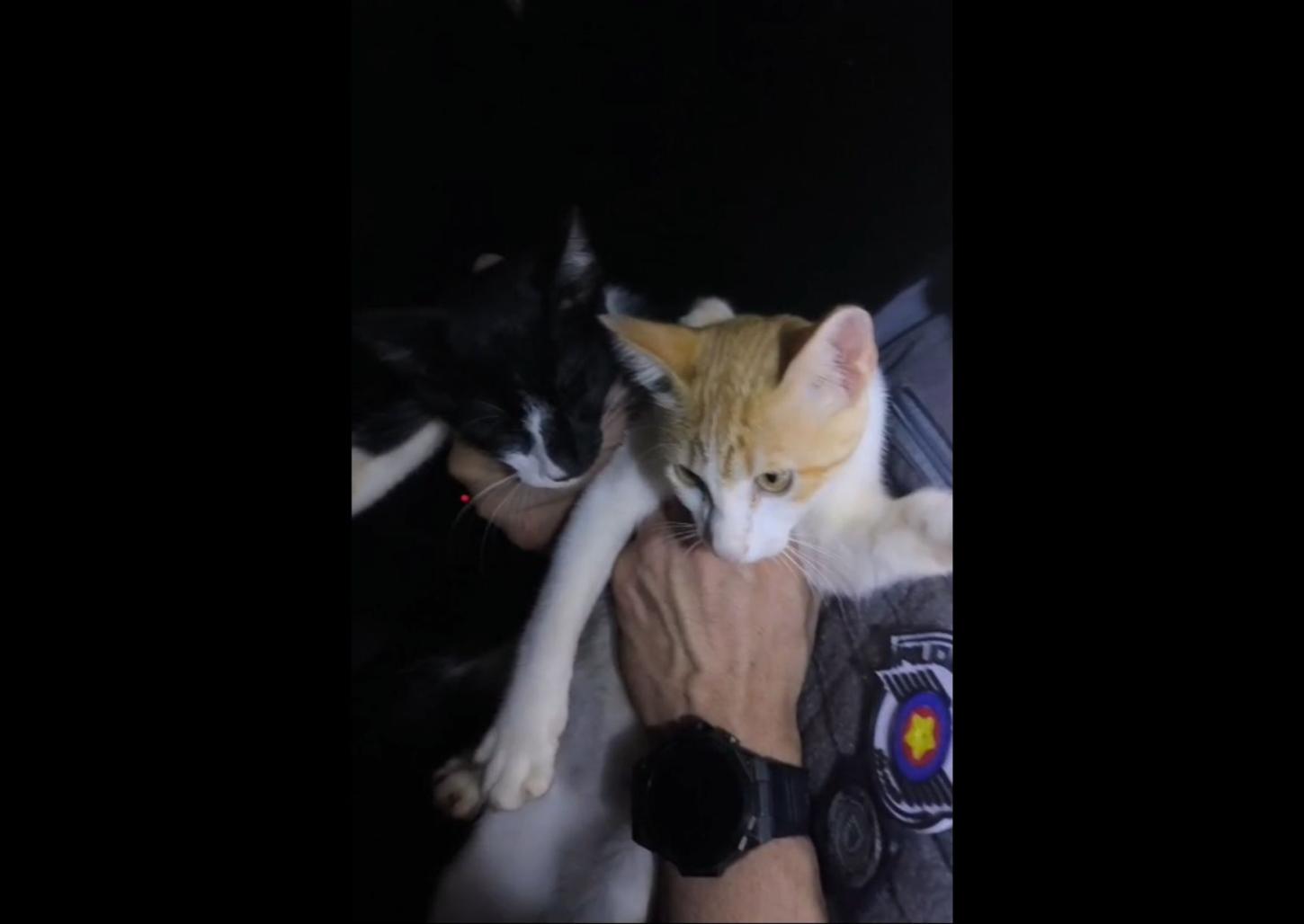 Policiais resgatam gatinhos na rodovia Rio Negro e Solimões 