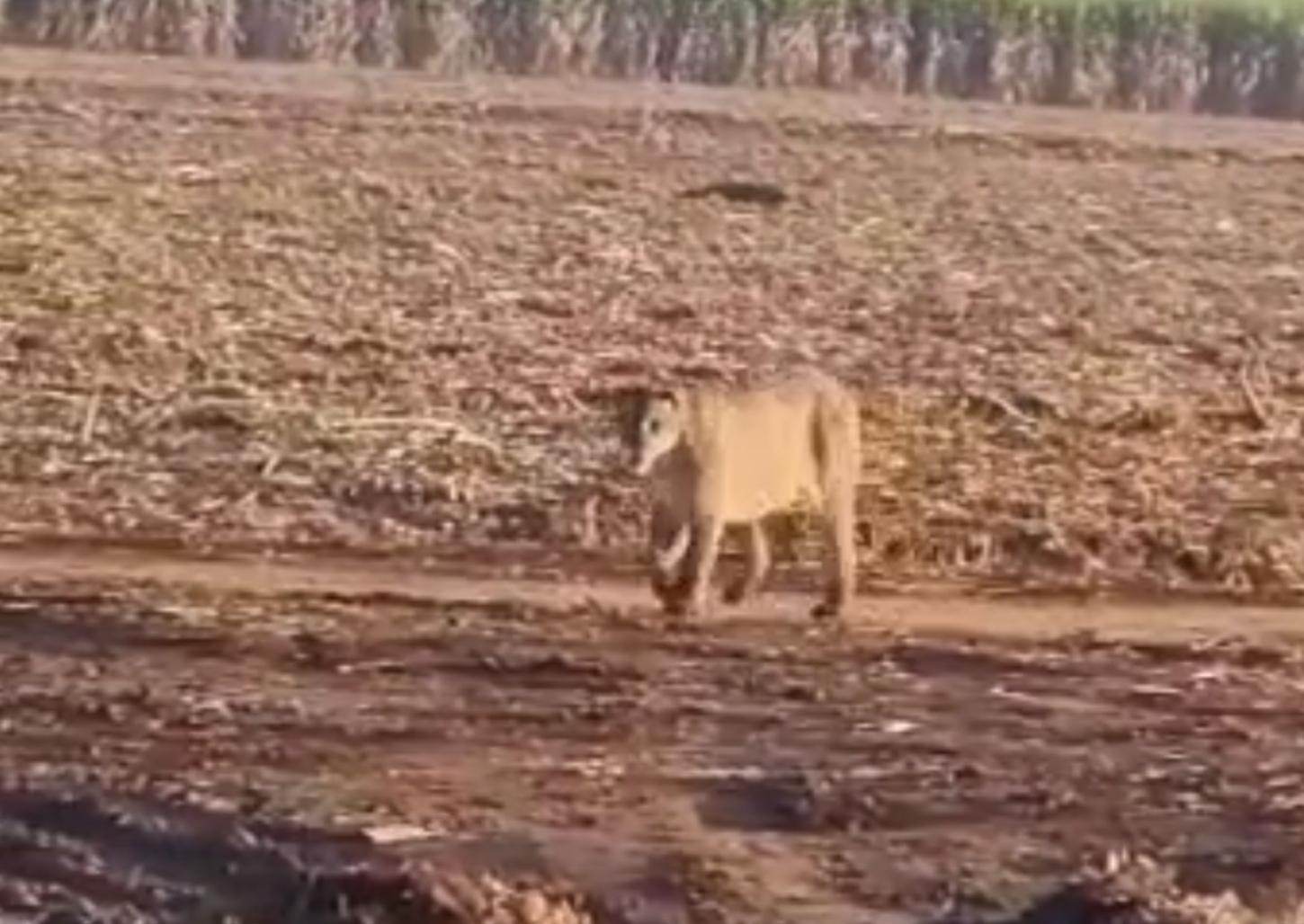 Internauta flagra onça próximo a canavial em Jeriquara; assista 
