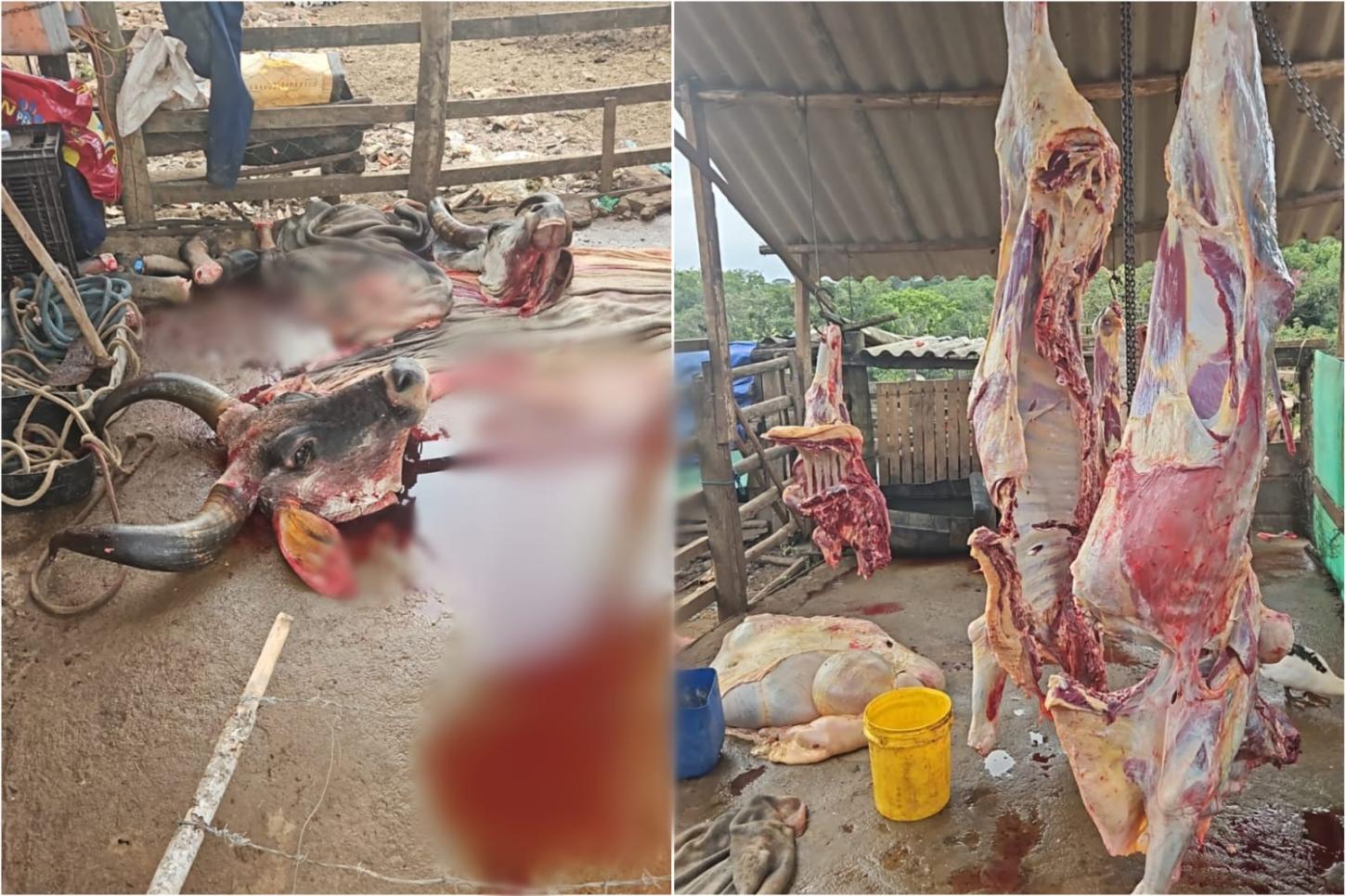 PM localiza gado furtado em abatedouro clandestino em Pedregulho