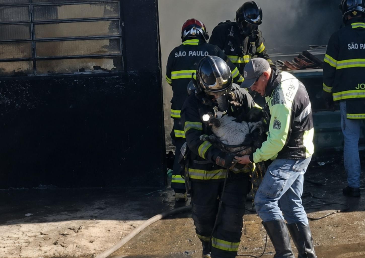 Bombeiros salvam cachorro durante incêndio em oficina; assista 