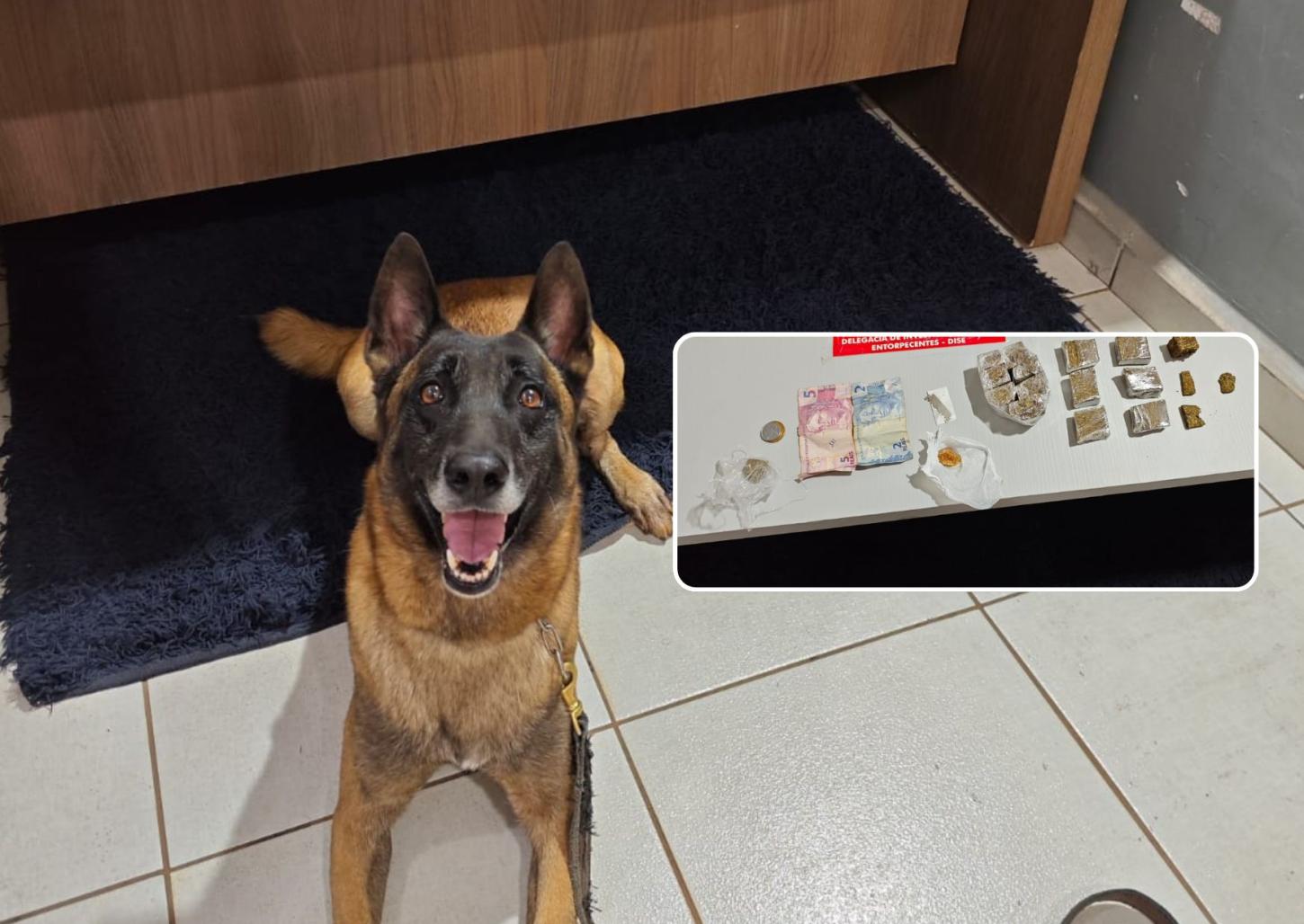 Cão do Baep localiza drogas em carro abandonado; traficante foi preso