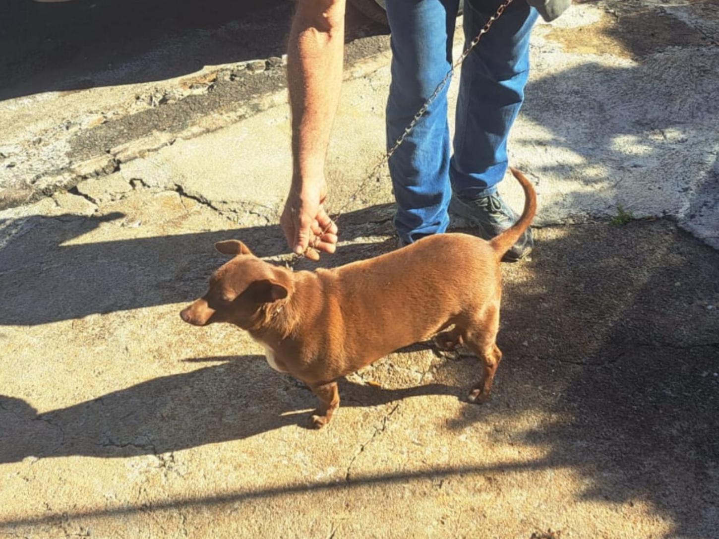 Cachorro abandonado em imóvel é resgatado pela GCM em Franca