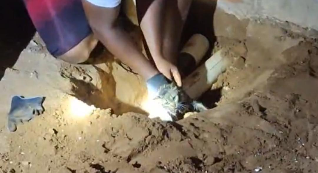 Gato preso em tubulação é resgatado em Cristais Paulista