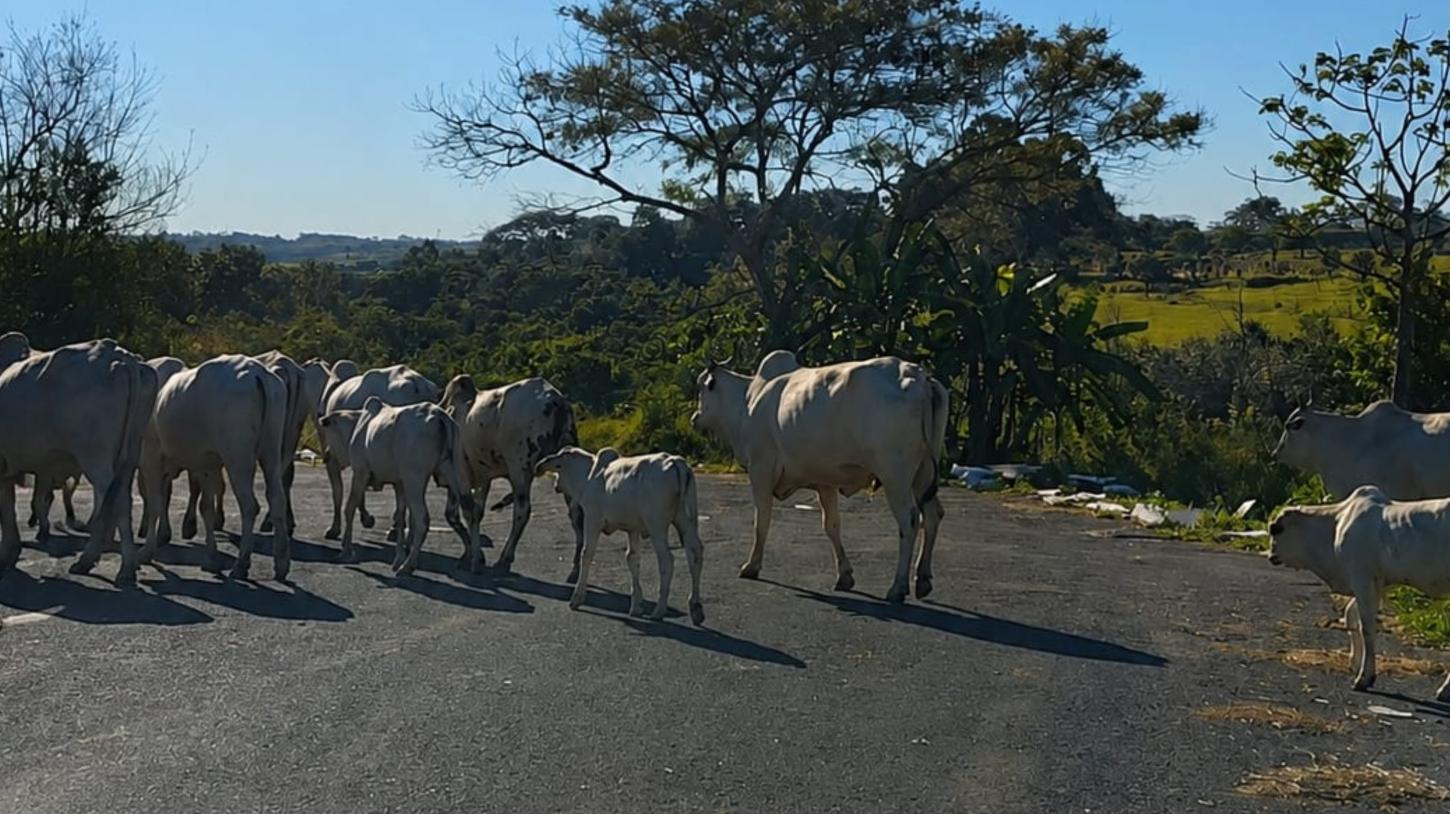 GCM aplica multa de R$ 1.774 a dono de bovinos soltos em via pública