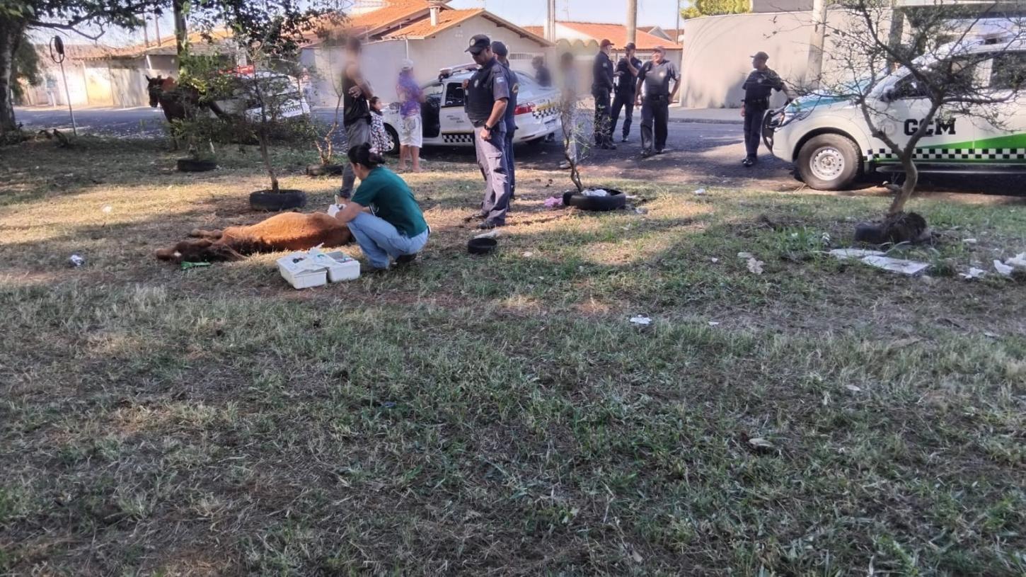 GCM multa tutor por maus-tratos após resgate de equino no City Petrópolis