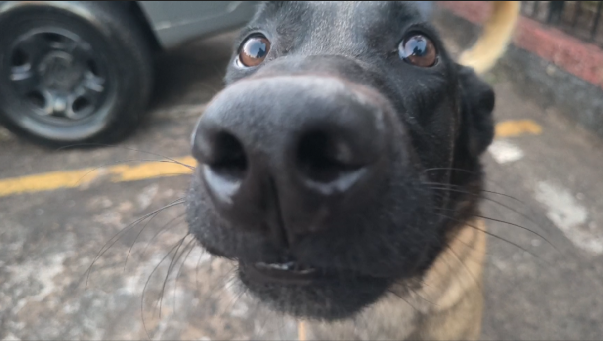 Com o novo cão Zeus, Baep deflagra operação no Parque Dom Pedro I