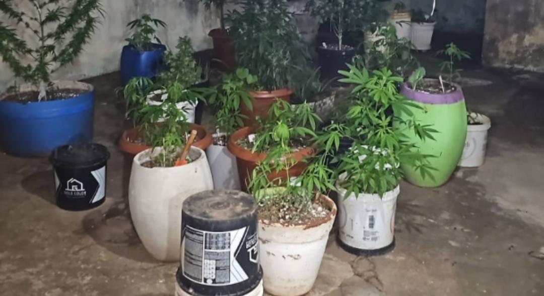 PM desmantela plantação de maconha e laboratório improvisado no Paulistano