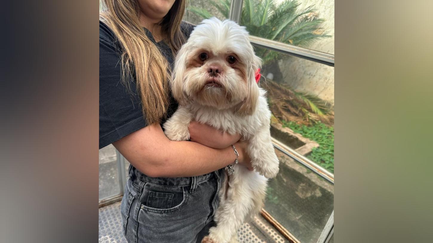 Polícia Civil recupera cão da raça Shih Tzu desaparecido em Franca