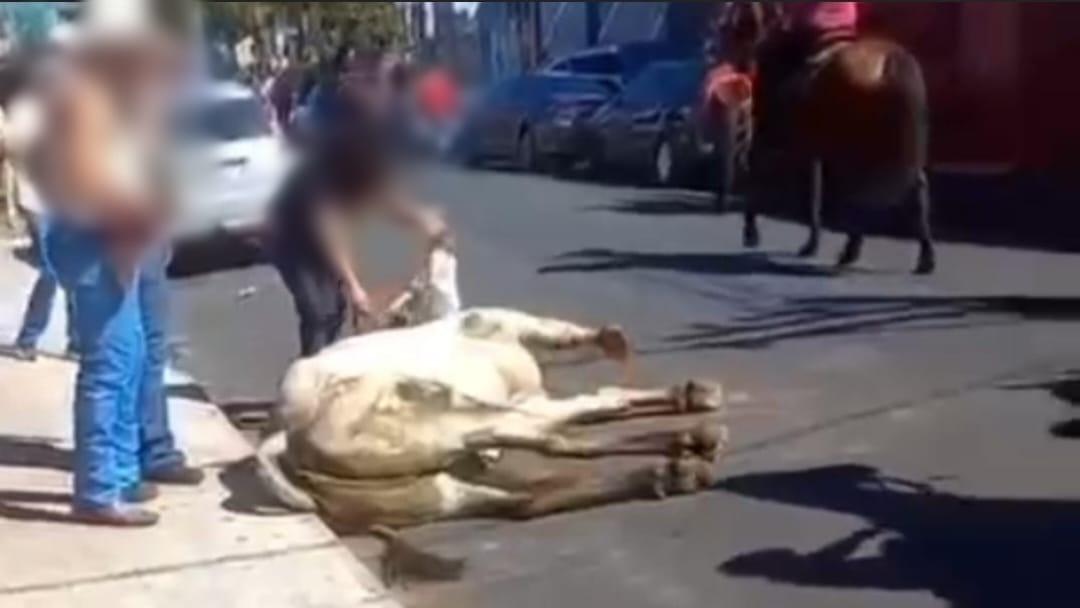 Vídeo mostra boi sendo puxado e agredido durante evento em Rifaina