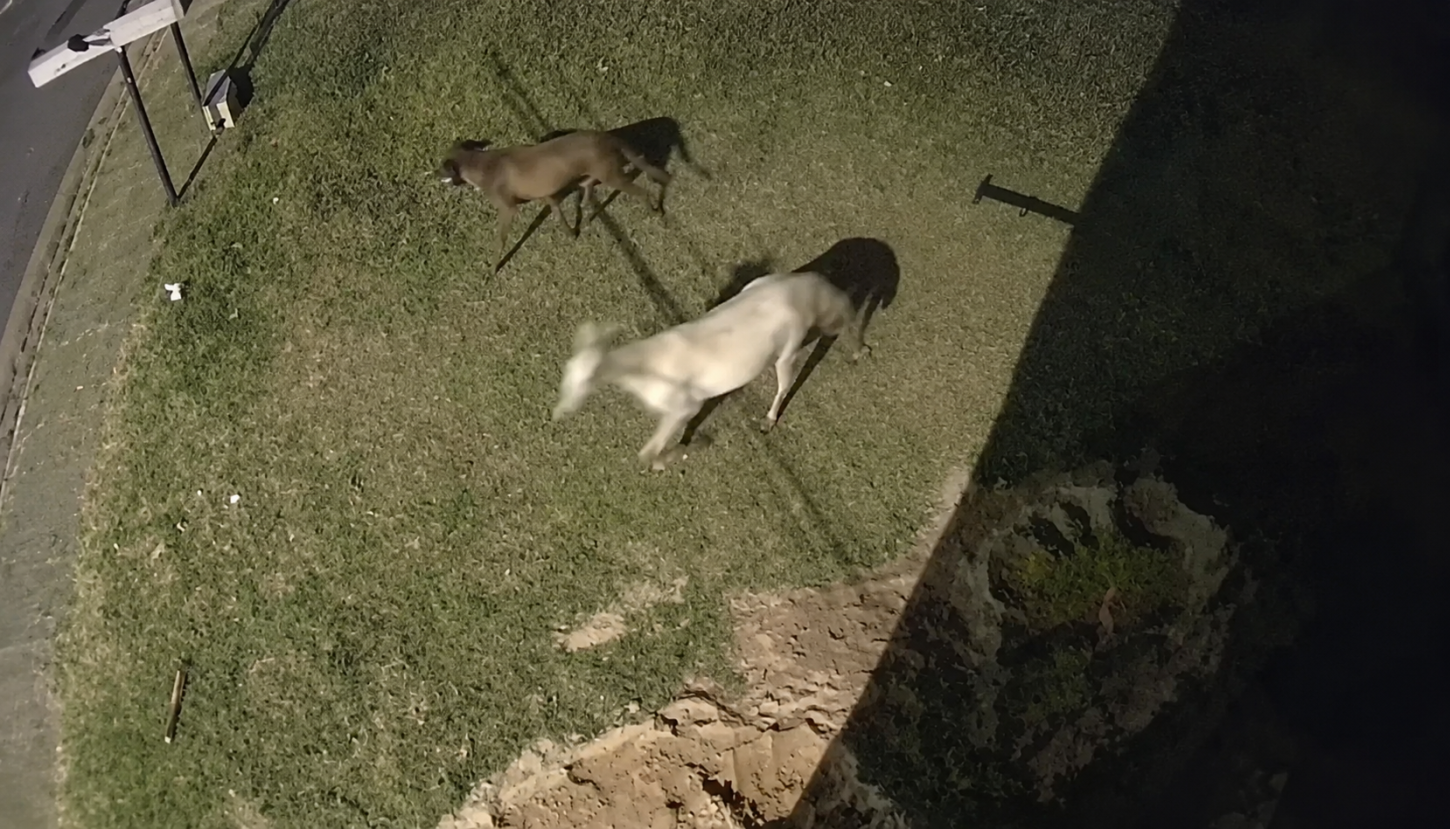Cavalos soltos tem causado acidentes em avenidas da zona norte de Franca
