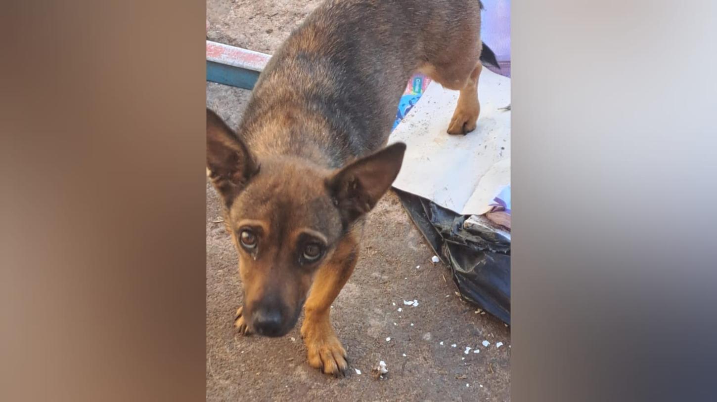 Denúncia leva Guarda Civil a resgatar cachorro em situação de maus-tratos