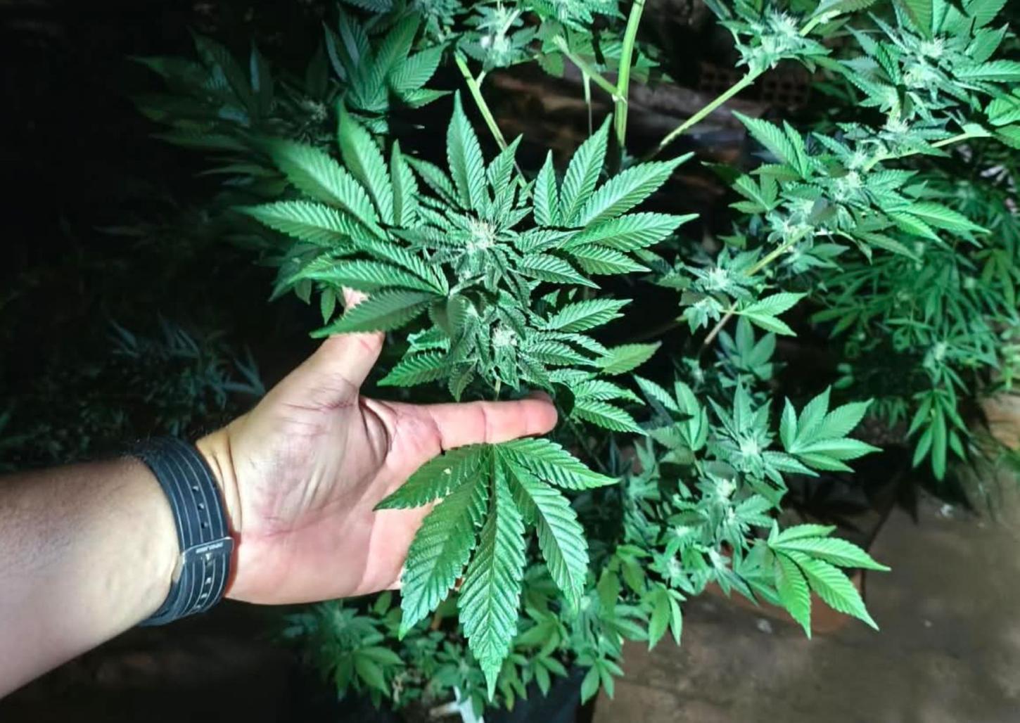 PM apreende plantas e produtos de cannabis em residência