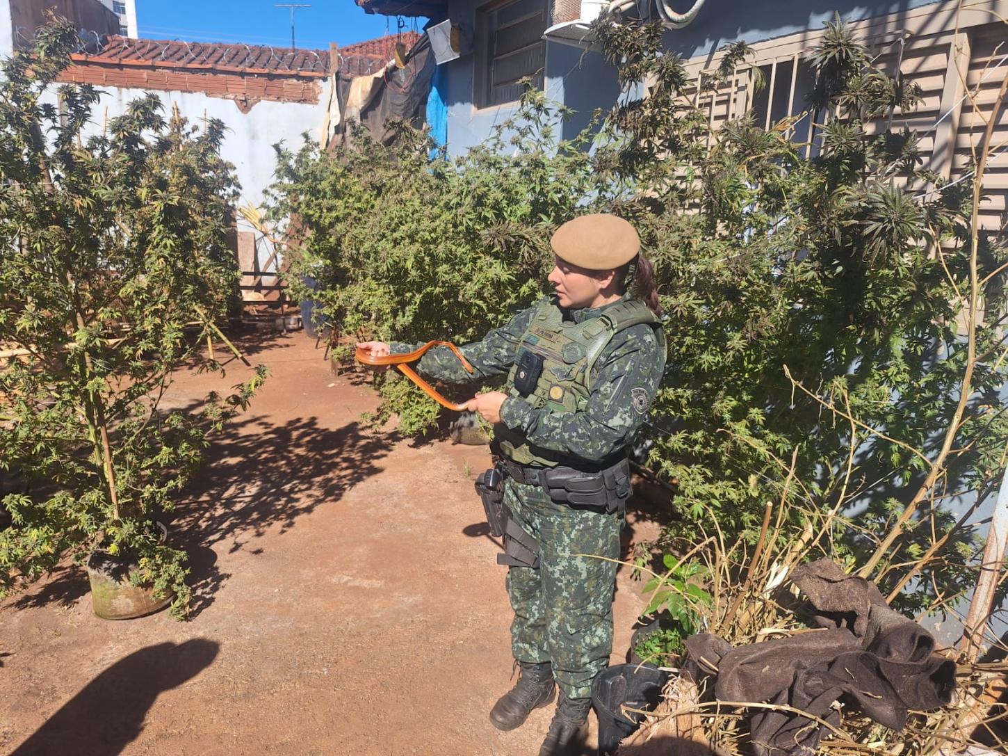 Polícia Ambiental apreende cobras exóticas e aplica multa de R$ 2,4 mil 