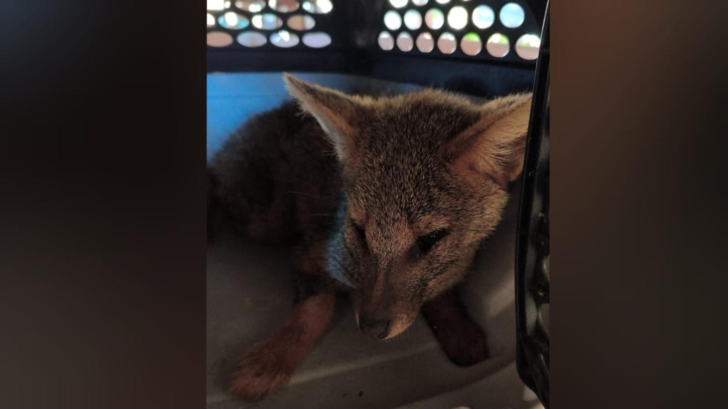 Raposa ameaçada de extinção é encontrada na região de Franca