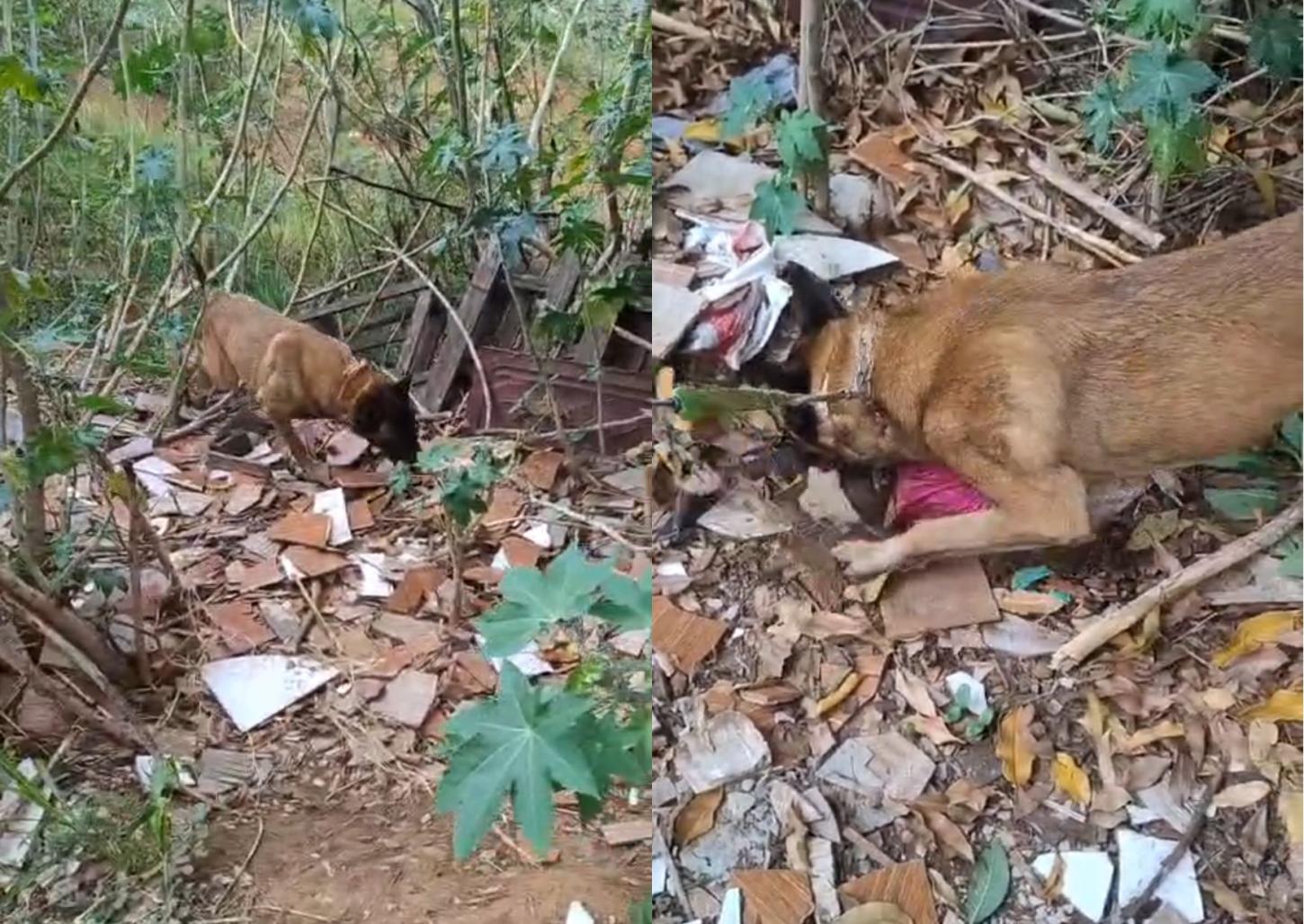 Cão e policiais do Baep encontram droga enterrada em condomínio 