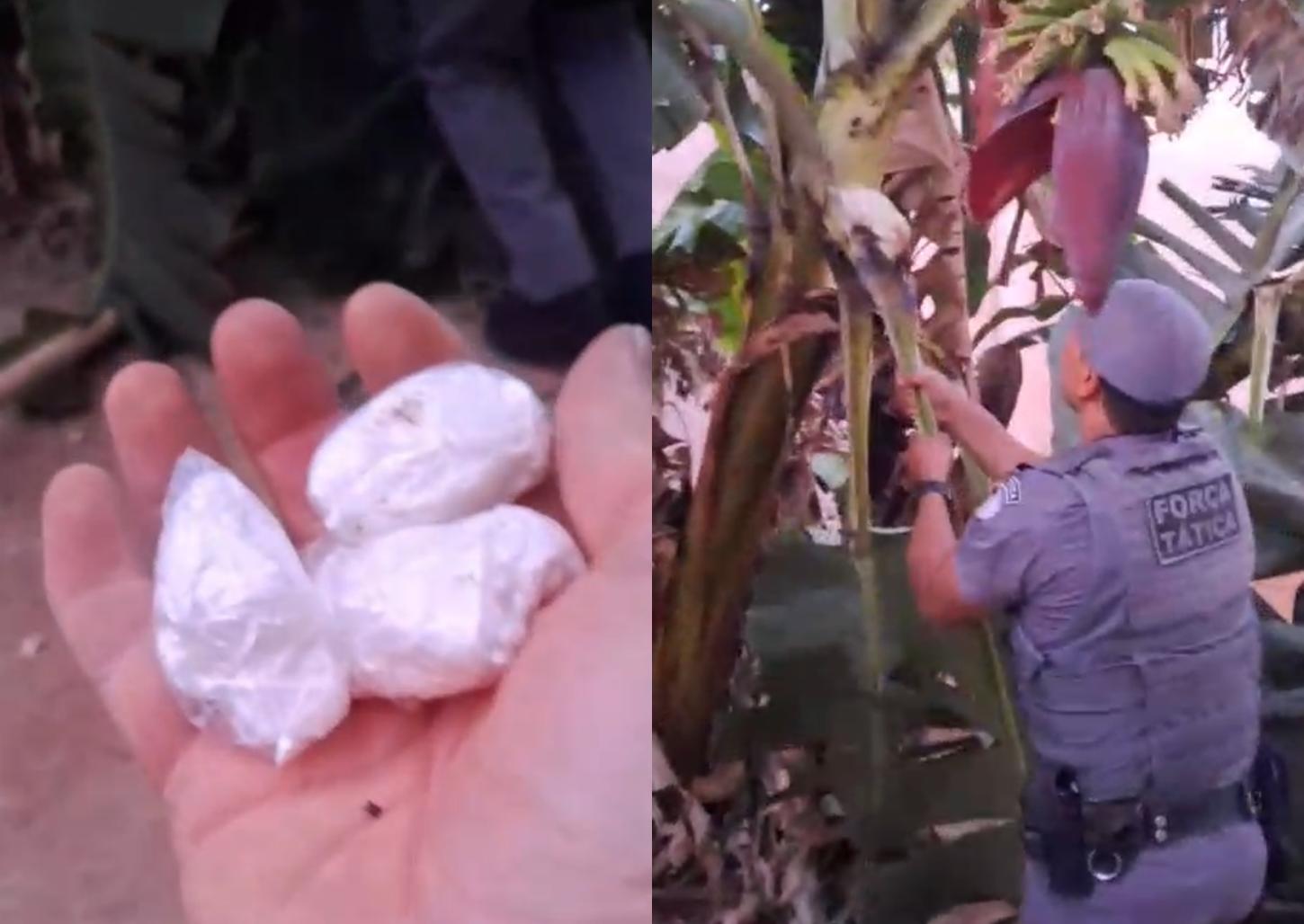 Traficante que escondia cocaína em bananeira é preso pela Força Tática