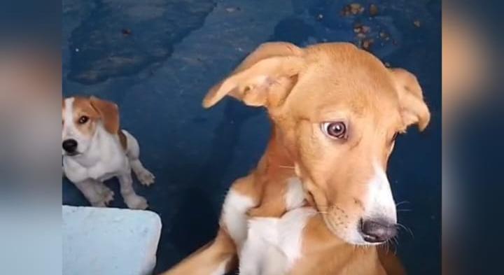 Cães são abandonados em casa alugada e ficam sem água e comida