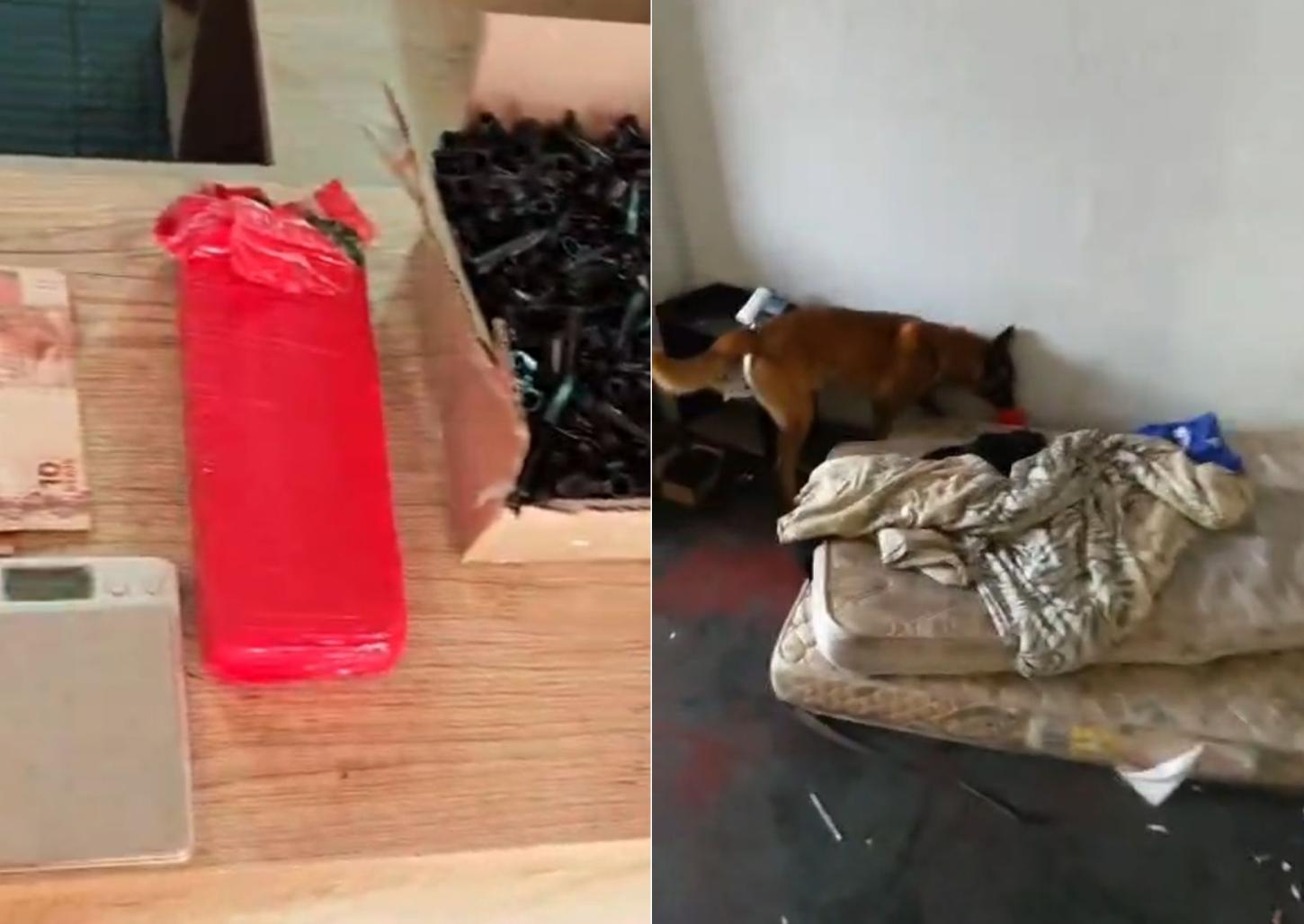 Cão Dexter encontra tijolo de maconha e traficante é preso pelo Baep
