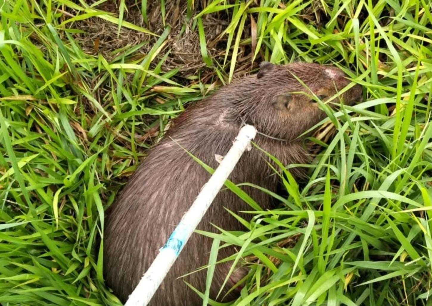 Capivara é atacada por cachorro e resgatada na Cândido Portinari