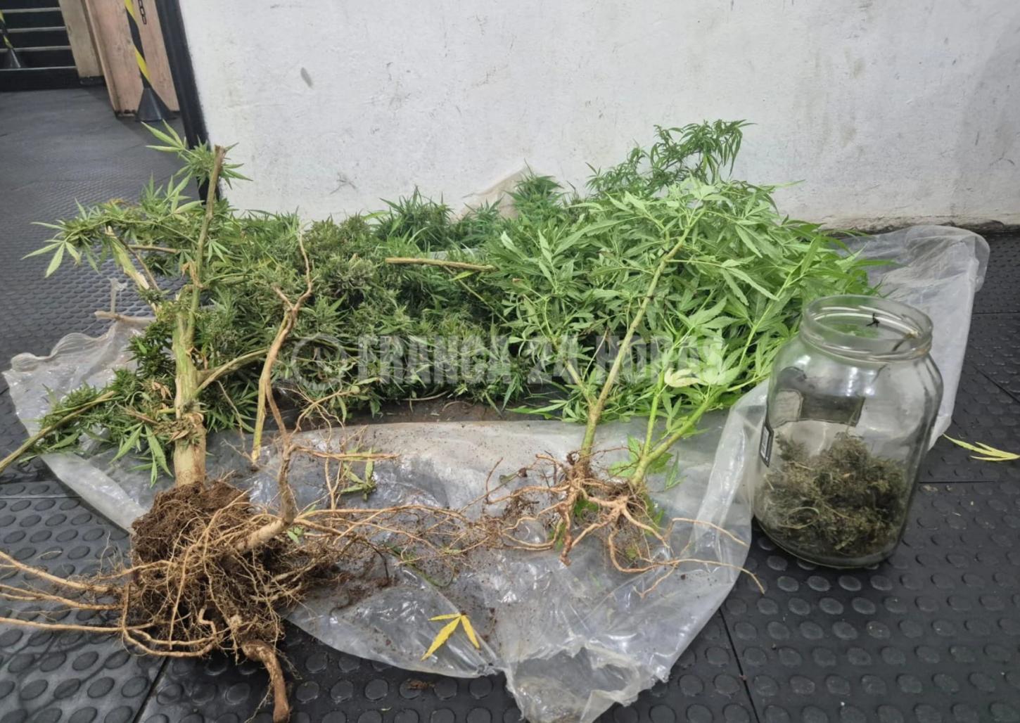 Homem que tinha pés de maconha em horta é preso por policiais militares