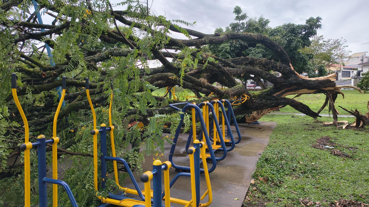 Chuva e fortes ventos derrubam árvores durante a madrugada 