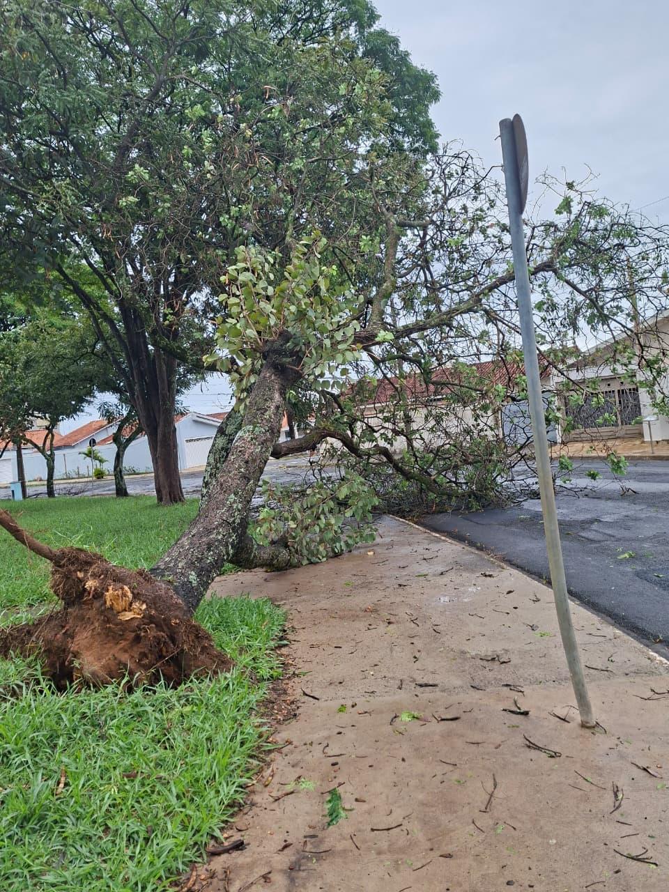 Árvore ficou caída na via