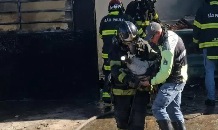 Bombeiros salvam cachorro durante incêndio em oficina; assista 