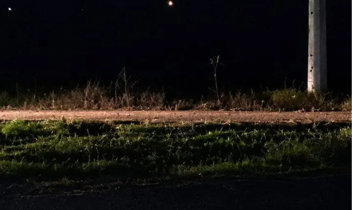 Búfalos soltos causam acidente na rodovia Cândido Portinari 