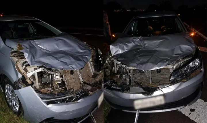 Búfalos soltos causam acidente na rodovia Cândido Portinari 