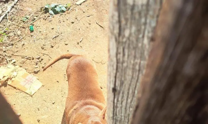 Cachorro abandonado em imóvel é resgatado pela GCM em Franca