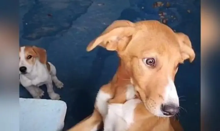 Cães são abandonados em casa alugada e ficam sem água e comida