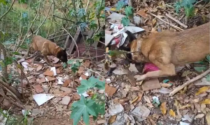 Cão e policiais do Baep encontram droga enterrada em condomínio 