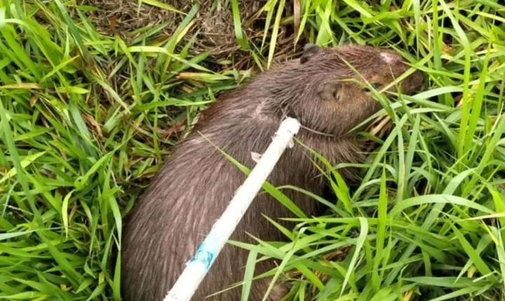 Capivara é atacada por cachorro e resgatada na Cândido Portinari
