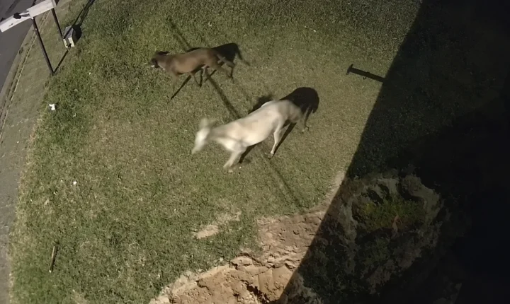 Cavalos soltos tem causado acidentes em avenidas da zona norte de Franca