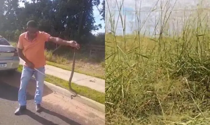 Cobras e mato alto preocupam moradores do residencial Zanetti
