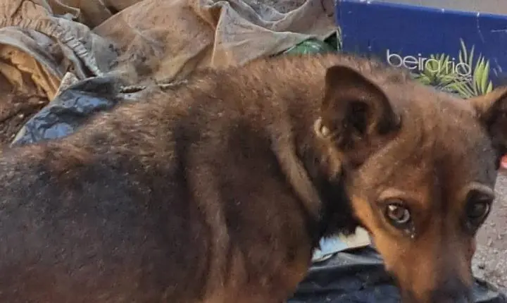 Denúncia leva GCM a resgatar cachorro em situação de maus-tratos