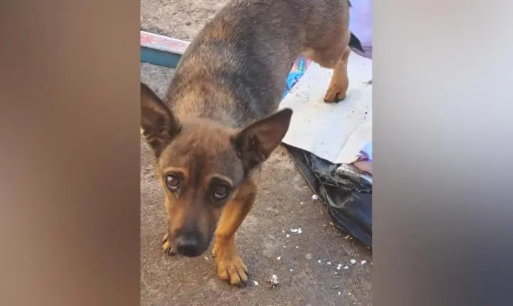 Denúncia leva Guarda Civil a resgatar cachorro em situação de maus-tratos