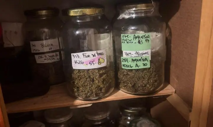 Dise apreende grande quantidade de maconha fracionada em Restinga