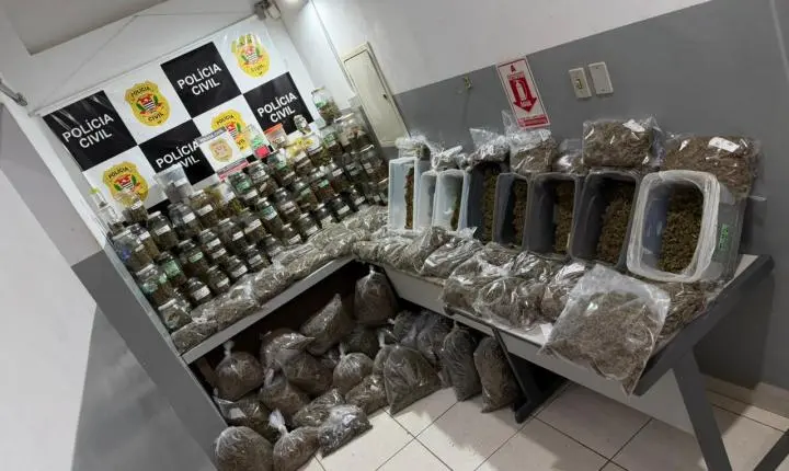 Dise apreende cerca de R$ 1 milhão em maconha na zona rural de Restinga