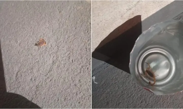 Escorpiões invadem residências e assustam moradores no Jardim Aeroporto 3