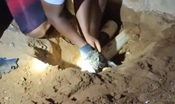 Gato preso em tubulação é resgatado em Cristais Paulista