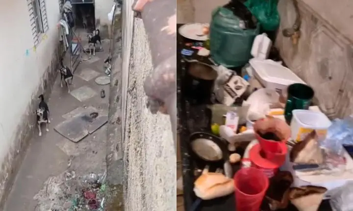  GCM e VetMóvel resgatam seis animais em situação de maus-tratos na Rezende