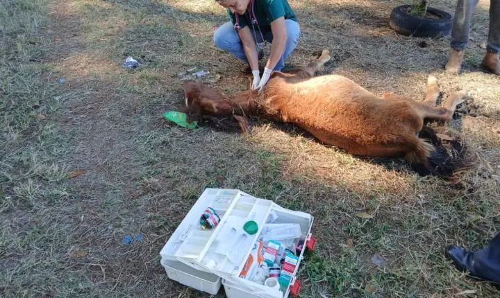 GCM multa tutor por maus-tratos após resgate de equino no City Petrópolis