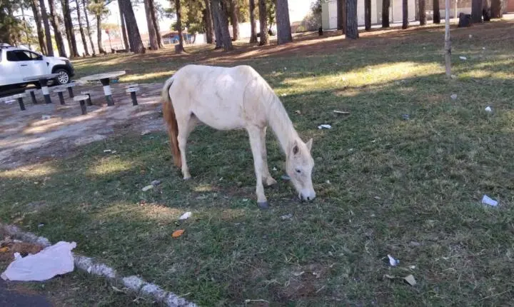 GCM multa tutor por maus-tratos após resgate de equino no City Petrópolis