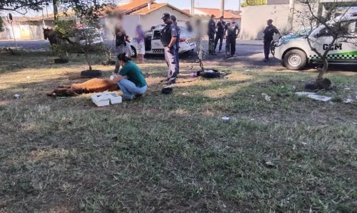 GCM multa tutor por maus-tratos após resgate de equino no City Petrópolis