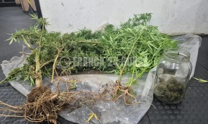 Homem que tinha pés de maconha em horta é preso por policiais militares