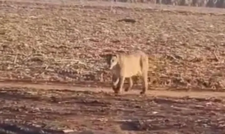 Internauta flagra onça próximo a canavial em Jeriquara; assista 