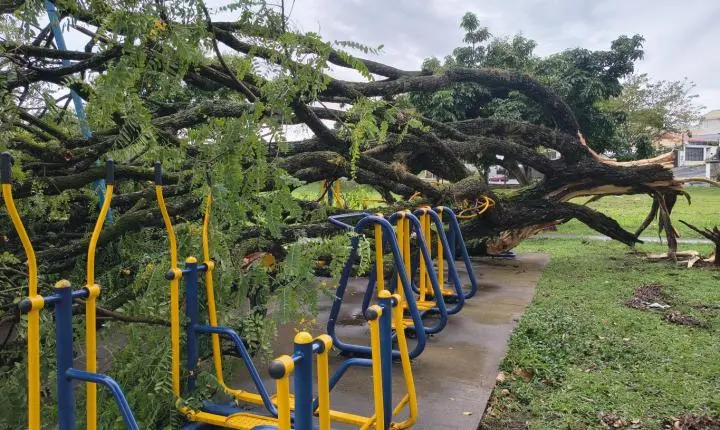 Chuva e fortes ventos derrubam árvores durante a madrugada 