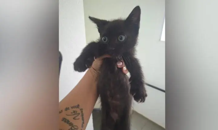 Mulher é autuada por maus-tratos após vídeo de suposta agressão contra gato