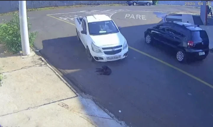 Motorista atropela cachorro e foge; animal morreu após ser socorrido